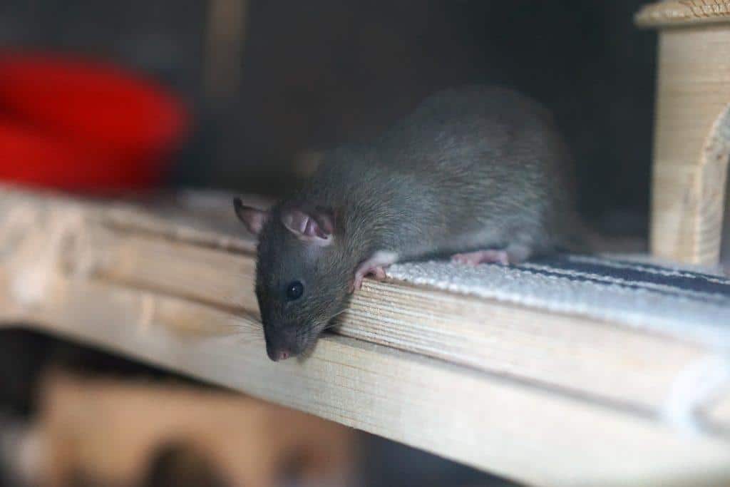 Escrementi di topo: come eliminare la cacca di topi in casa? Come cacciare i topi da casa
