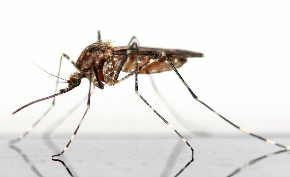 Rimedi contro le zanzare
